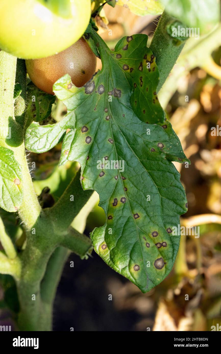 Foglia di pomodoro con macchie marroni e gialle sul fogliame, problema fungino. Malattia della famiglia delle solanacee. Foto Stock