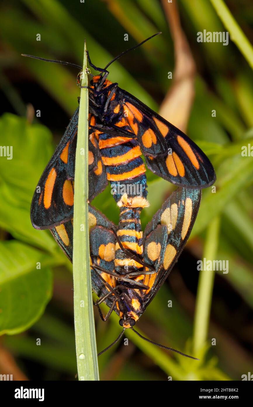 Tiger Wasp Moth con testa arancione, Amata annullata. Accoppiamento coppia su stelo erba. Coffs Harbour, New South Wales, Australia Foto Stock