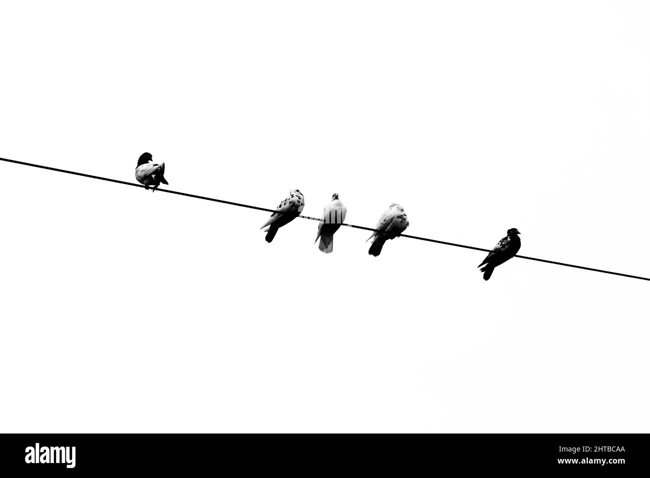 Alcuni piccioni di animali domestici seduti in linea sul filo elettrico. Uccelli allineati su cavi elettrici vista in bianco e nero. Foto Stock