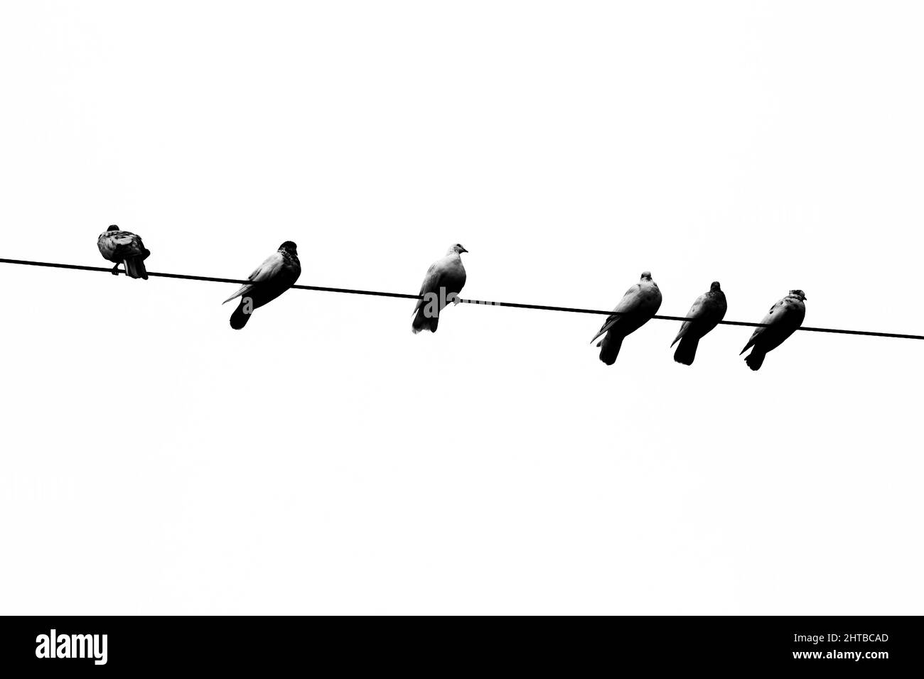 Alcuni piccioni di animali domestici seduti in linea sul filo elettrico. Uccelli allineati su cavi elettrici vista in bianco e nero. Foto Stock