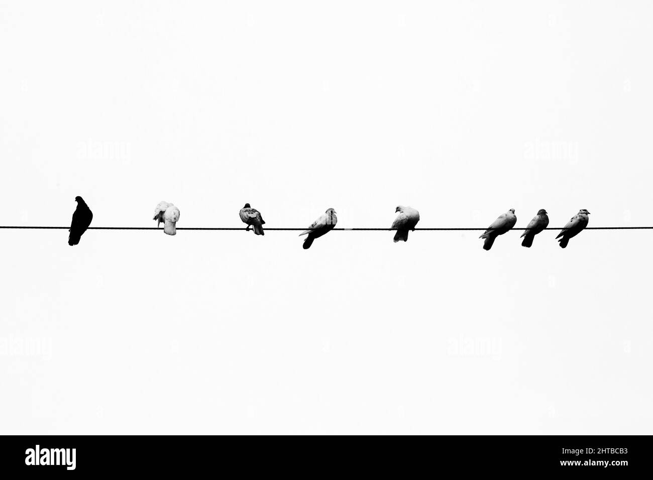 Alcuni piccioni di animali domestici seduti in linea sul filo elettrico. Uccelli allineati su cavi elettrici vista in bianco e nero. Foto Stock