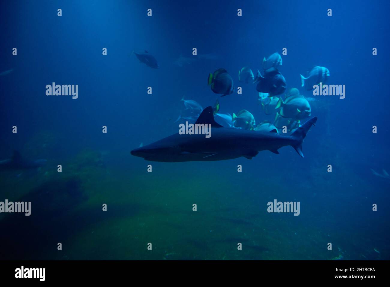 Grande squalo e altri pesci in profondità sotto l'acqua, pesci di mare in acquario zoo, primo piano Foto Stock
