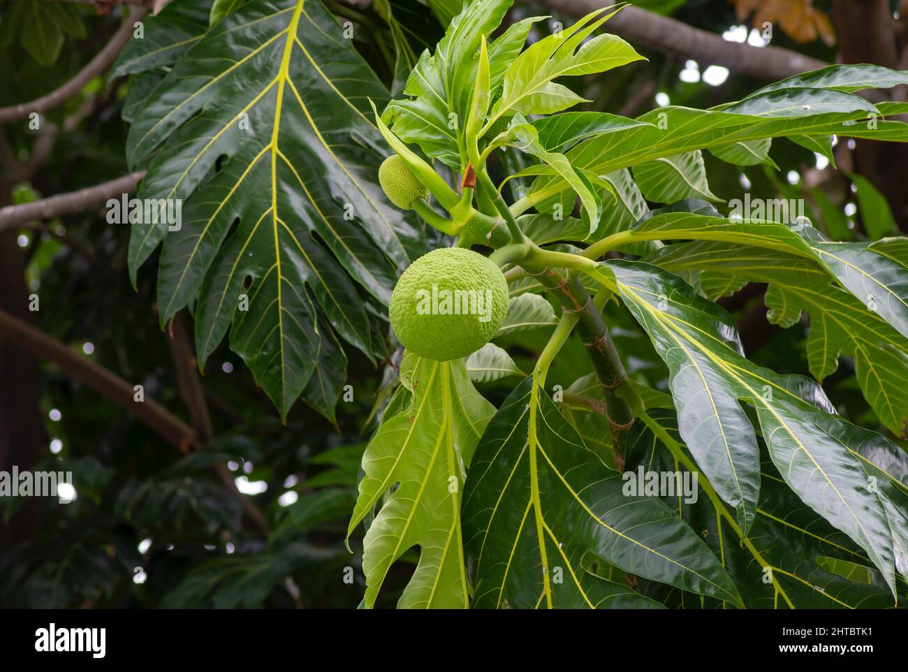 Breadfruits (Artocarpus altilis) sull'albero Foto Stock