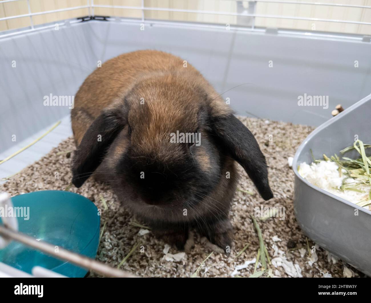 Primo piano di un bel coniglietto moro, moro, addomesticato all'interno di una grande gabbia piena di erba e fiori Foto Stock