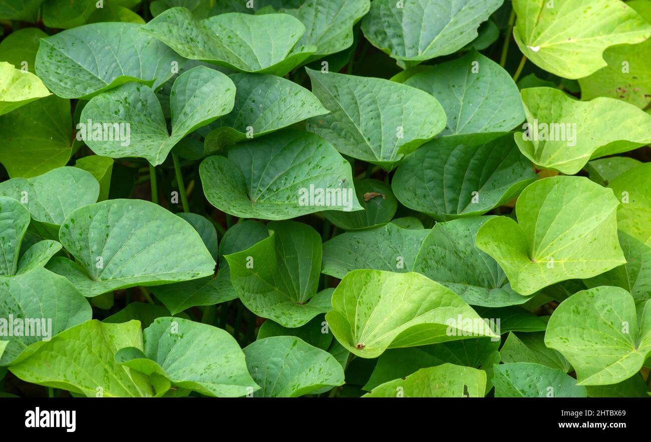 Foglie di patata dolce (Ipomoea batatas), chiamate Ubi Jalar in Indonesia Foto Stock