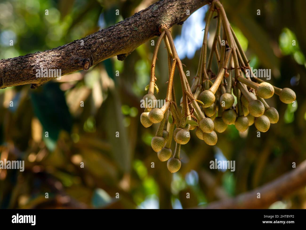 Fiori duriani (Durio zibethinus), re di frutta, fioritura dal ramo dell'albero Foto Stock Fiori duriani (Durio zibethinus), re di frutta, fioritura dal ramo dell'albero Foto Stock