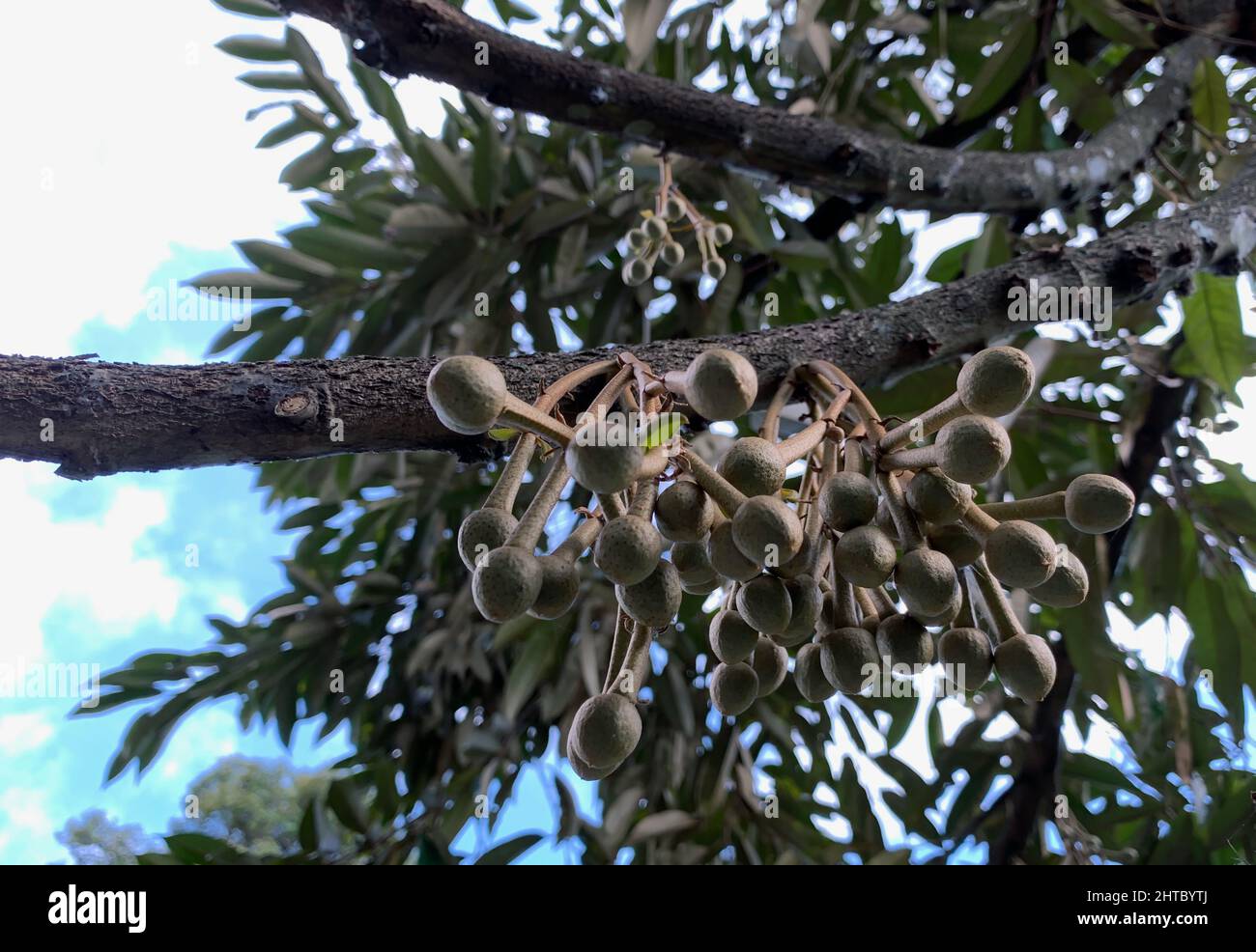 Fiori duriani (Durio zibethinus), re di frutti, fioriti dal ramo dell'albero Foto Stock Fiori duriani (Durio zibethinus), re di frutti, fioriti dal ramo dell'albero Foto Stock