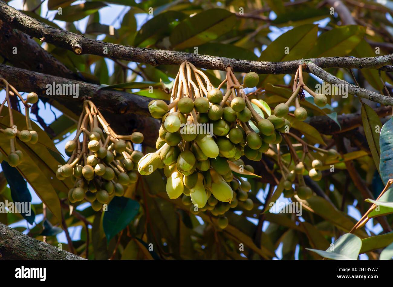 Fiori duriani (Durio zibethinus), re di frutti, fioriti dal ramo dell'albero Foto Stock Fiori duriani (Durio zibethinus), re di frutti, fioriti dal ramo dell'albero Foto Stock
