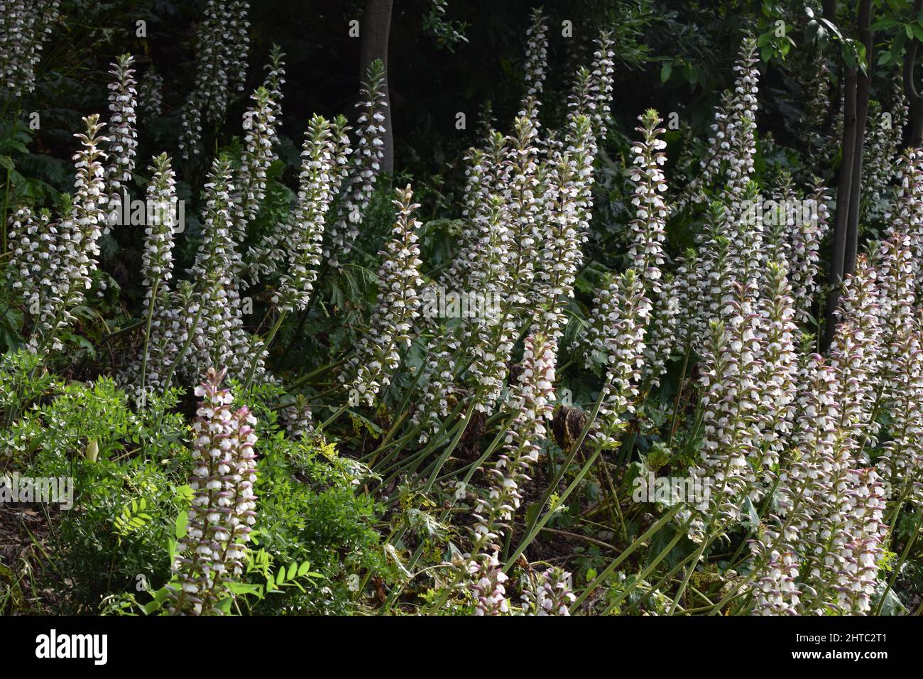 Primo piano di piccoli fiori di Acanthus su lunghi gambi verdi contro gli alberi Foto Stock