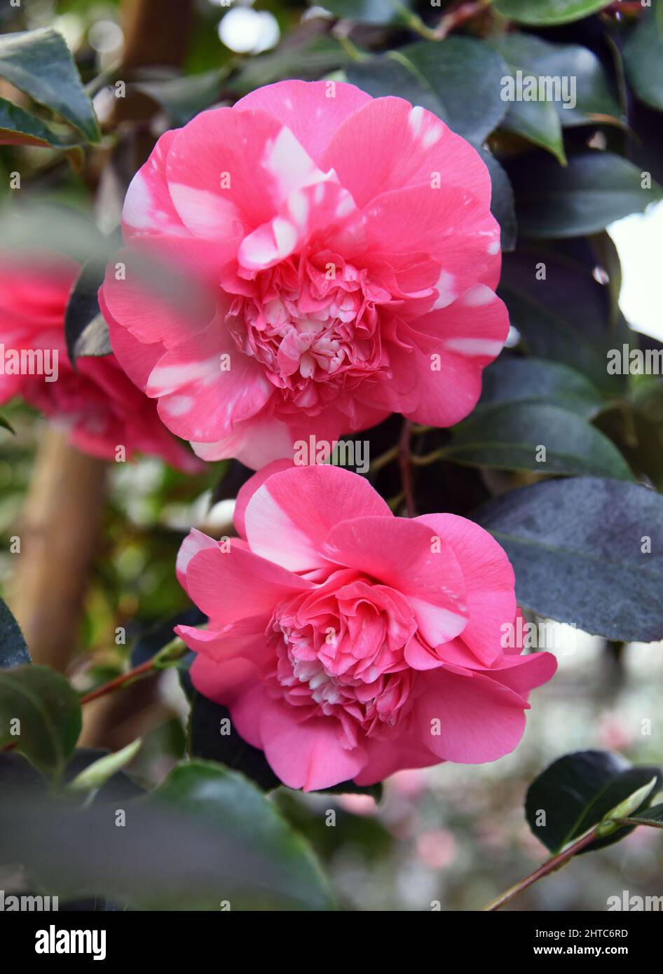27 febbraio 2022, Sassonia, Roßwein: Nella casa camellia, curata dai membri della Heimatverein Roßwein e.V., la camellia "Camellia japonica Chandlers elegans" mostra i suoi doppi fiori rosso-bianchi. Attualmente, la serra presenta anche le fioriture bianche della camellia 'Alba plena', di oltre 200 anni. La pianta alta 6,50 metri, conosciuta anche come la rosa del tè d'inverno con i suoi fiori doppi fino a 10 centimetri di dimensioni, è stata piantata nel 18th secolo dal conte von Einsiedel a Gersdorf vicino a Roßwein. La rarità botanica è il secondo più antico nord delle Alpi in Foto Stock