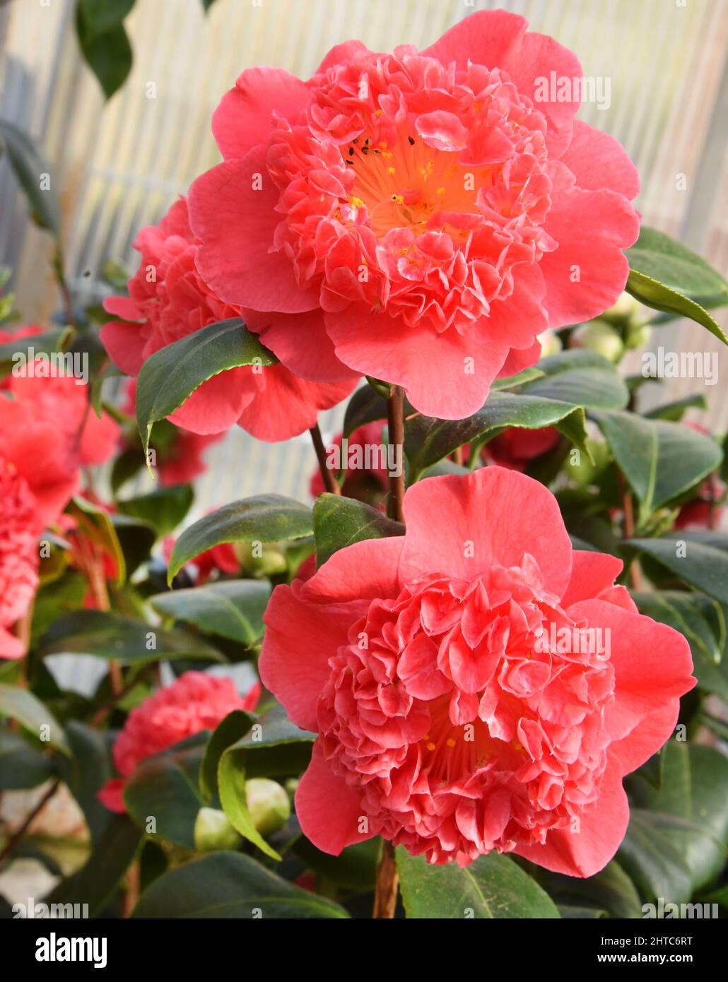 27 febbraio 2022, Sassonia, Roßwein: Nella casa camellia, curata dai membri della Heimatverein Roßwein e.V., la camellia "Camellia japonica Cardinals Cap." mostra i suoi fiori rossi. Attualmente, le fioriture bianche della camellia 'Alba plena', di oltre 200 anni, sono visibili anche qui. La pianta alta 6,50 metri, conosciuta anche come la rosa del tè d'inverno con i suoi fiori doppi fino a 10 centimetri di dimensioni, è stata piantata nel 18th secolo dal conte von Einsiedel a Gersdorf vicino a Roßwein. La rarità botanica è il secondo nord più antico delle Alpi d'Europa dopo il famo Foto Stock