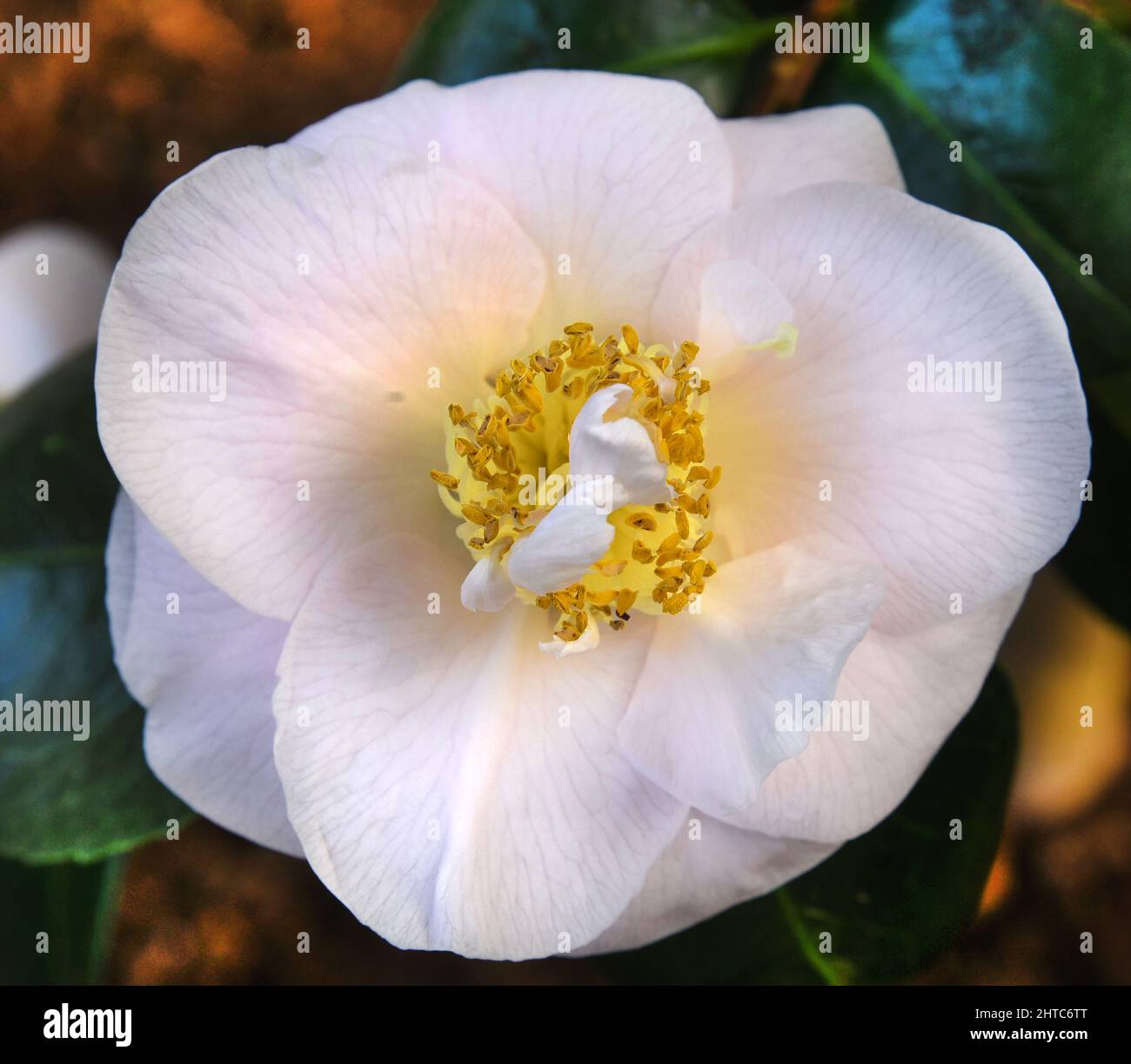 27 febbraio 2022, Sassonia, Roßwein: Nella casa camellia, curata dai membri della Heimatverein Roßwein e.V., la camellia 'Camellia japonica Sig.D. W. Davis' mostra i suoi fiori bianchi. Attualmente, la serra mostra anche le fioriture bianche della camellia 'Alba plena', che ha più di 200 anni. La pianta alta 6,50 metri, conosciuta anche come la rosa del tè d'inverno con i suoi fiori doppi fino a 10 centimetri di dimensioni, è stata piantata nel 18th secolo dal conte von Einsiedel a Gersdorf vicino a Roßwein. La rarità botanica è il secondo nord più antico delle Alpi d'Europa Foto Stock