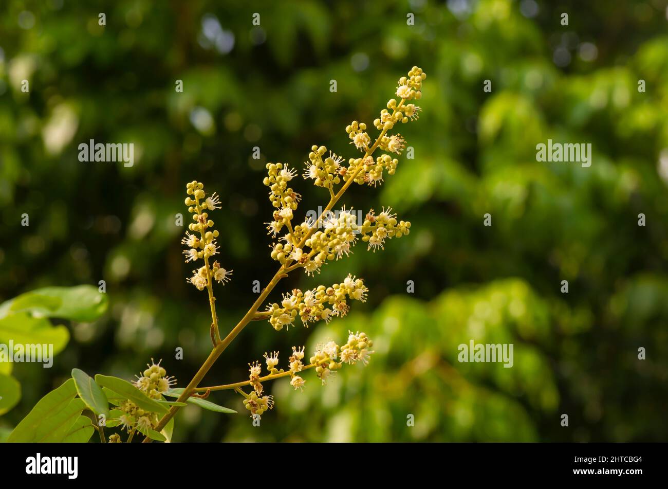 Fiore longan (Dimocarpus longan), una specie di albero tropicale che produce frutta commestibile Foto Stock