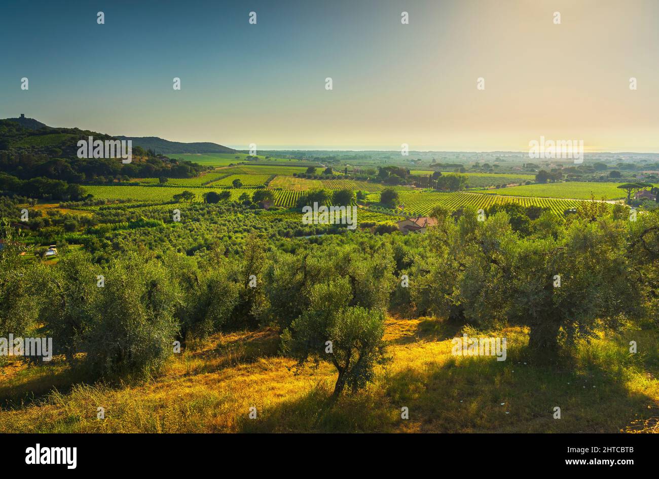Vista panoramica di Castagneto Carducci, ulivi e vigneti Bolgheri. Alta Maremma, regione Toscana, Italia Foto Stock
