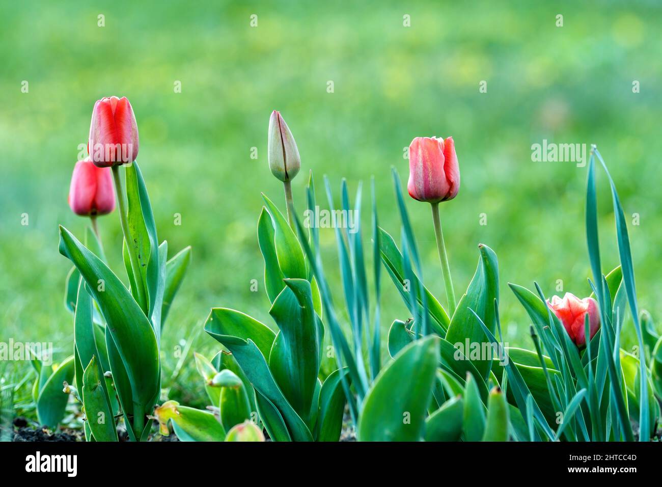 Tulipano rosso con germogli che crescono in natura. Piantato in un piccolo fiorito primaverile fiorisce. Sfondo verde chiaro sfocato, spazio di copia. Foto Stock