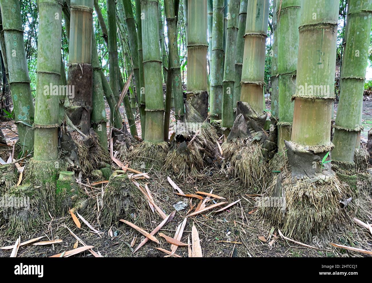 Radici di bambù naturale nella foresta, a Yogyakarta, Indonesia Foto Stock