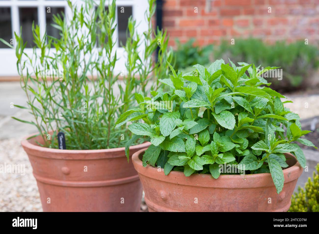Erbe fresche, menta e dragoncello francese, coltivati in pentole di terracotta in un giardino inglese Foto Stock