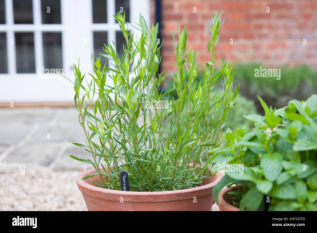 Pianta francese del dragoncello, erbe che crescono in pentole in un giardino inglese tradizionale Foto Stock