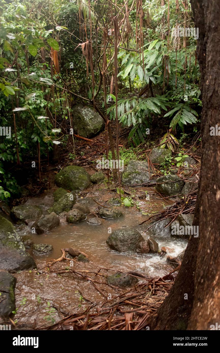 Alluvione acque che attraversano la foresta pluviale subtropicale australiana dopo 500 mm di pioggia in 2 giorni. Rocce e piante sommerse e impraticabili Foto Stock