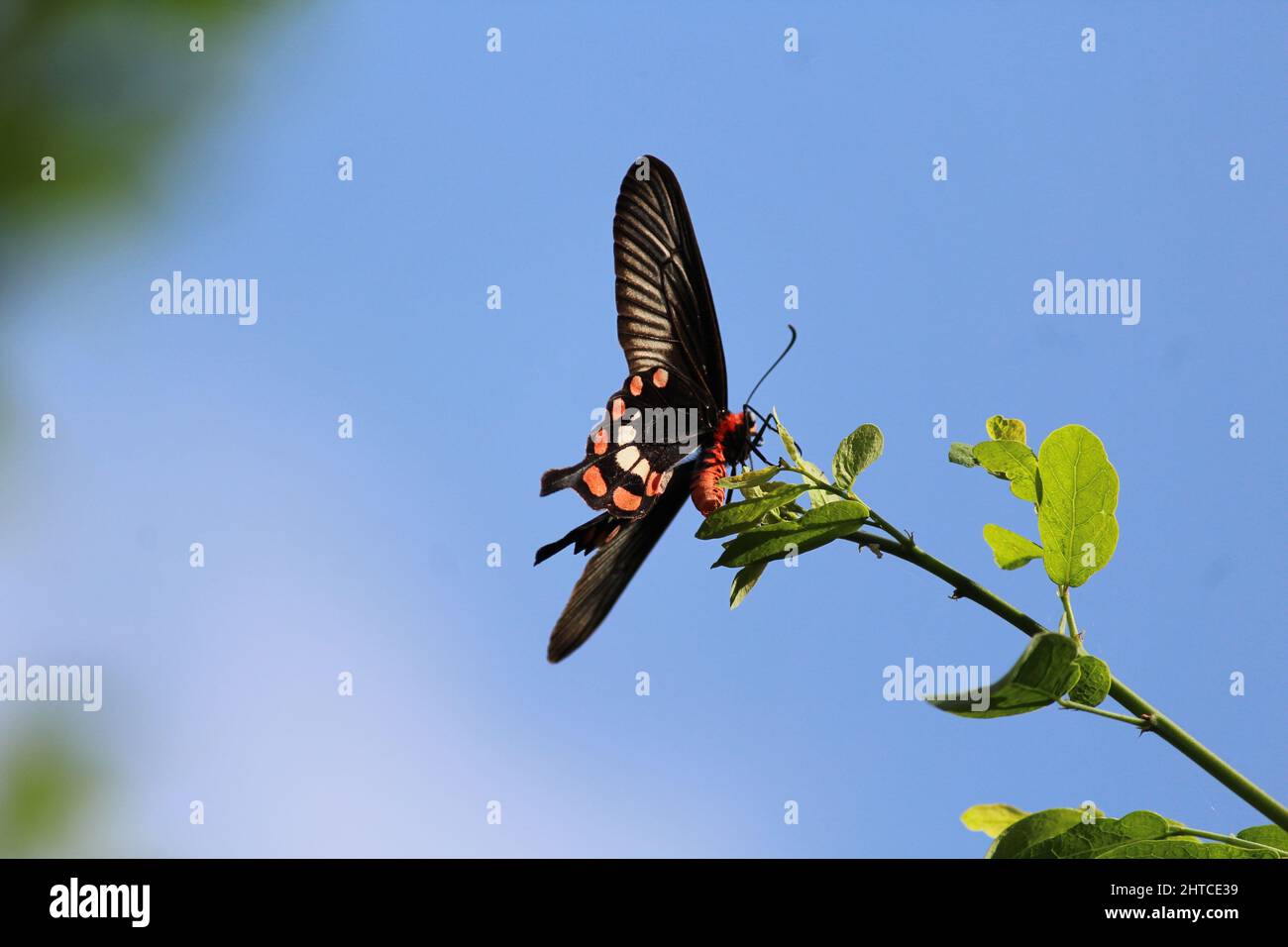 Una farfalla di coda di rondine di corpo rosso, nota anche come la farfalla di rosa comune, sceglie il persico più alto che si chiude al cielo blu Foto Stock