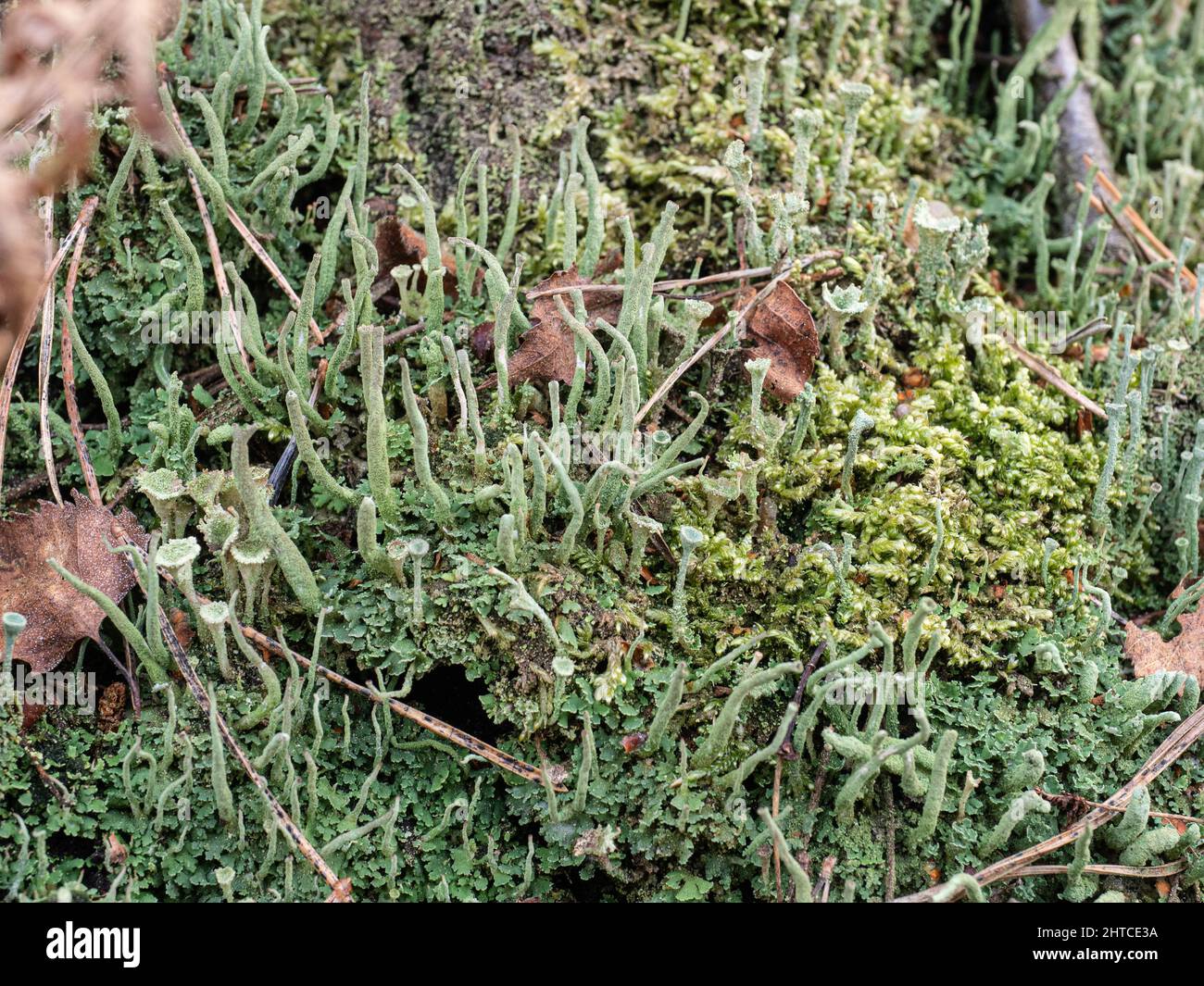 Un primo piano di una zona del lichen grigio Cladonia coniocraea che cresce su un terreno boscoso. Foto Stock