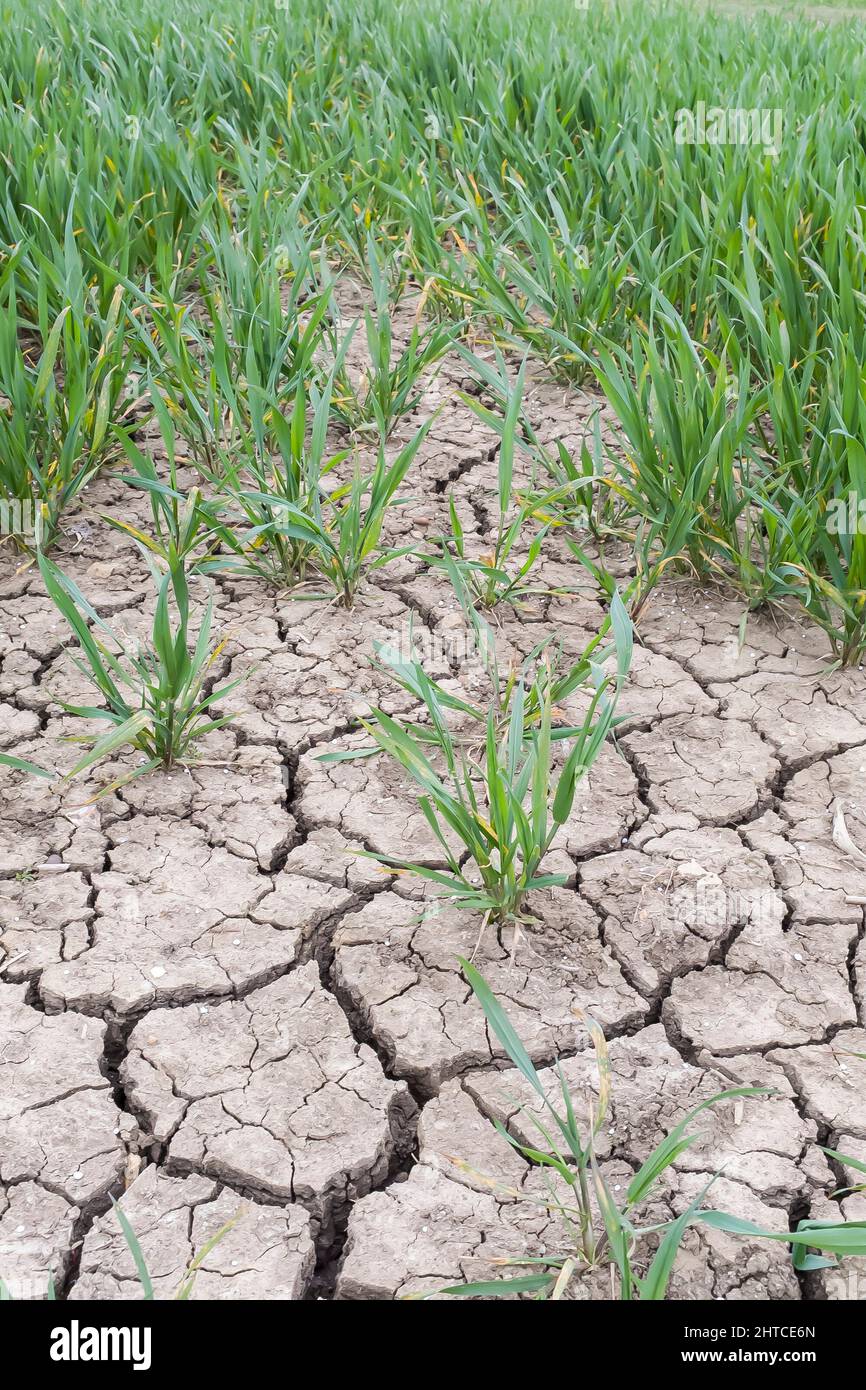 Terra incrinata a secco. Primo piano di crepe in fango secco in campo di colture durante la siccità estiva in una fattoria del Regno Unito Foto Stock
