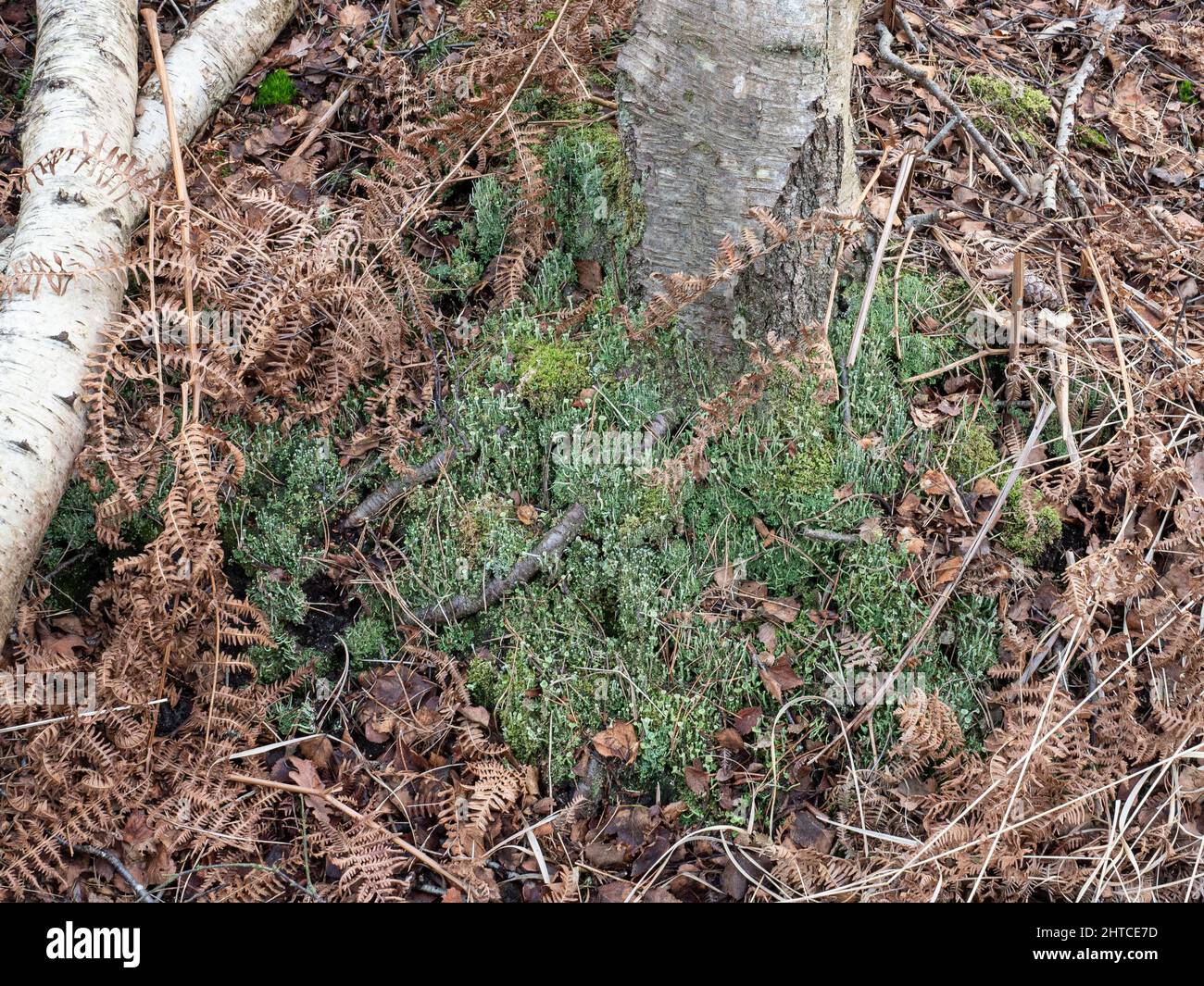 Un gruppo di licheni di Cladonia che crescono alla base ad un albero in bosco di betulla Foto Stock