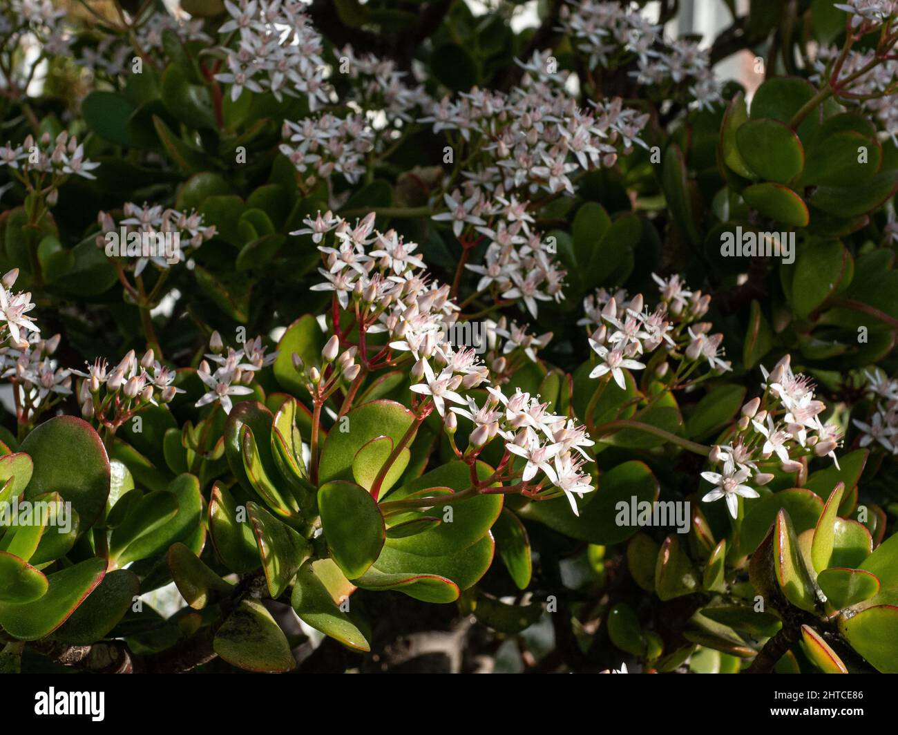 I piccoli fiori bianchi a forma di stella della pianta di Giada Crassula ovata contro il verde chiaro fogliame carnoso. Foto Stock