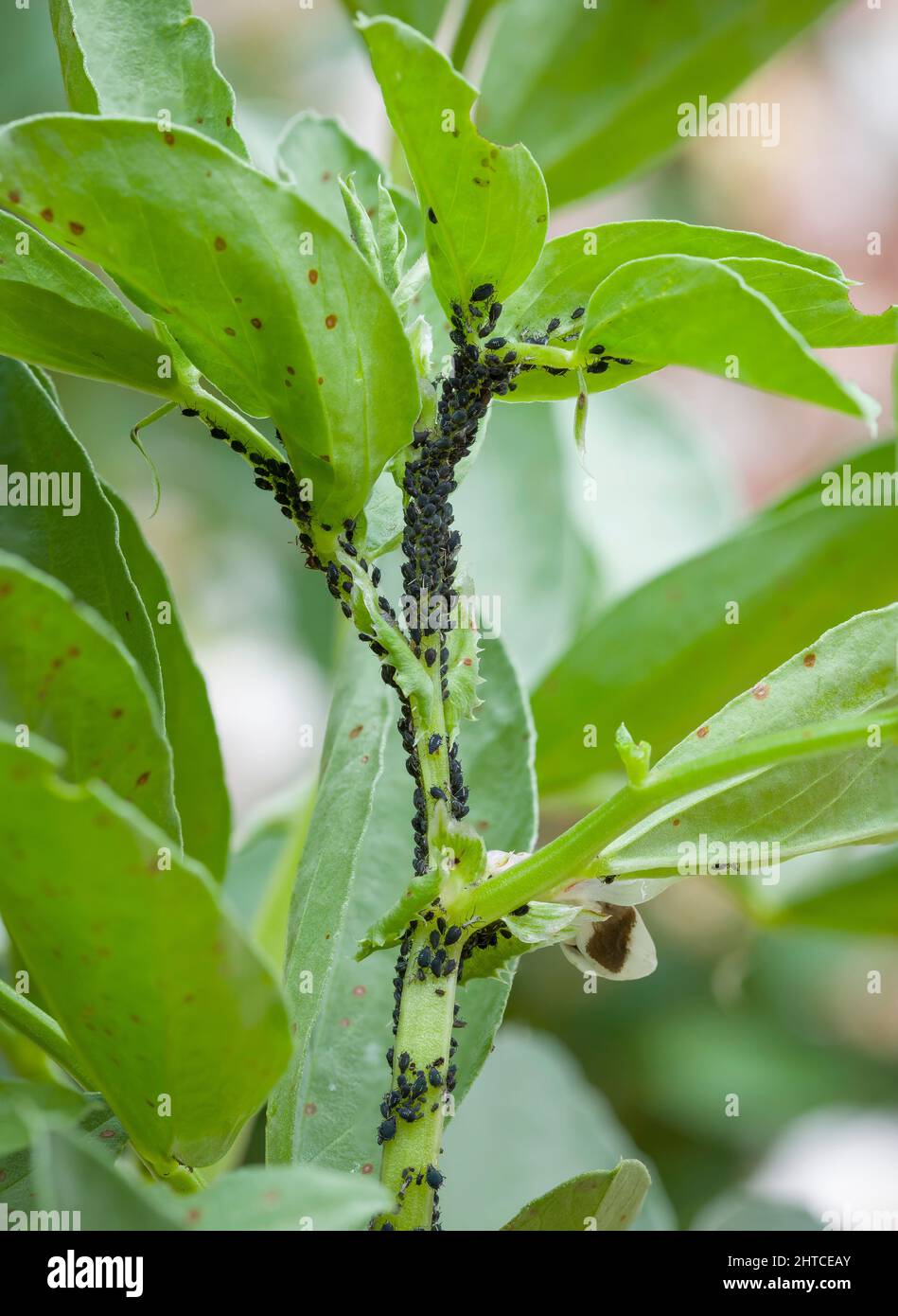 Fagioli neri afidi, o mosca nera (mosca nera) sulle foglie di una pianta di fagiolo larga, giardino britannico Foto Stock