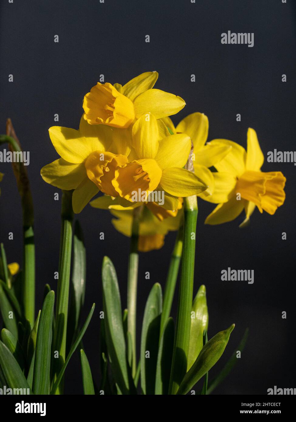 Un primo piano di un gruppo di fiori della nana Narcisis Tete a Tete Foto Stock