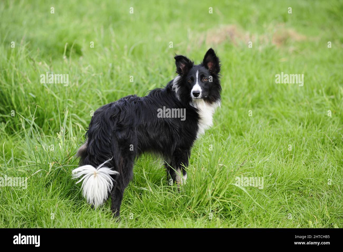 Collie Dog in attesa di comandi Foto Stock