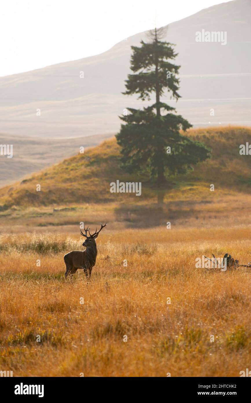 Red Deer Stag in uno scenario montano delle Highlands Foto Stock
