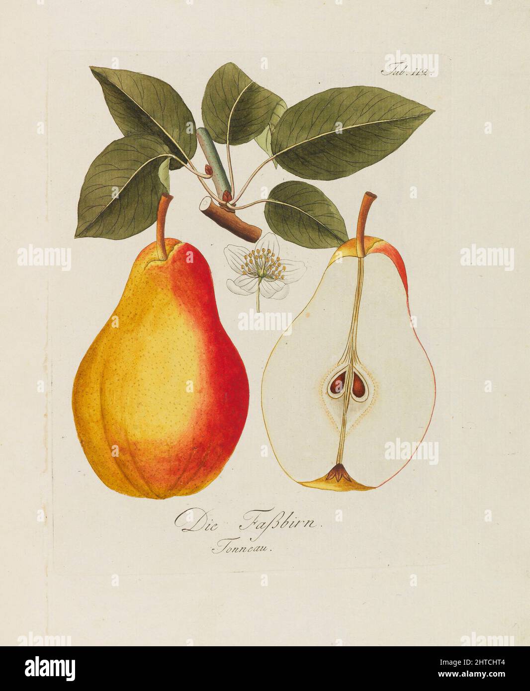 Illustrazione da "Un trattato sugli alberi da frutto" di Johann Kraft, 1792-1796. Collezione privata. Foto Stock
