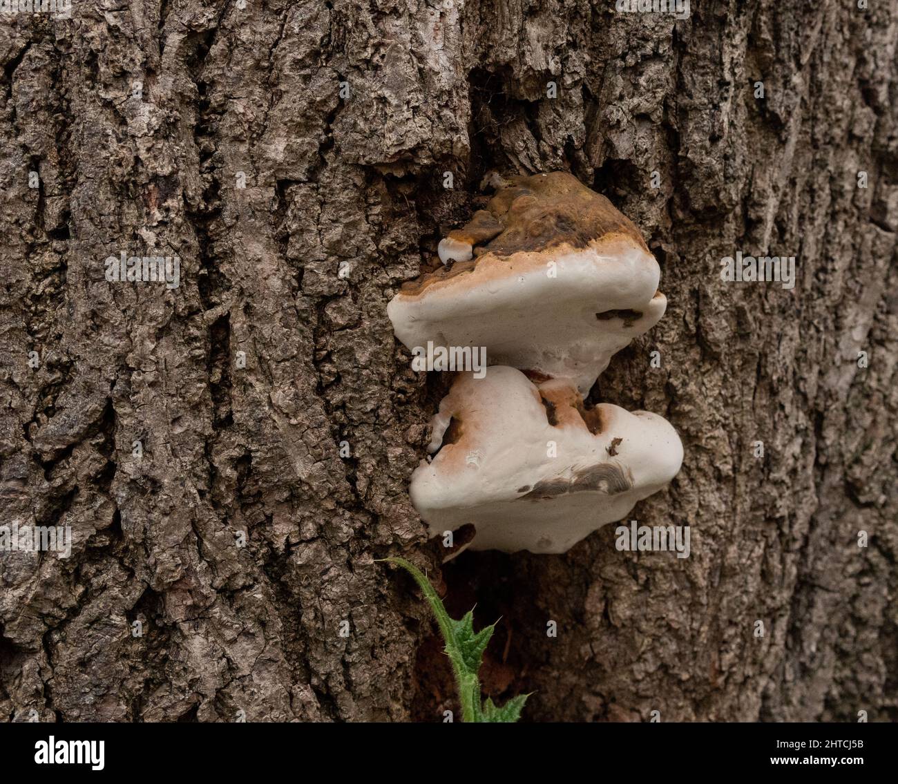 Funghi che crescono su un ceppo di albero di marciume, tagliò giù a causa del decadimento dentro Foto Stock
