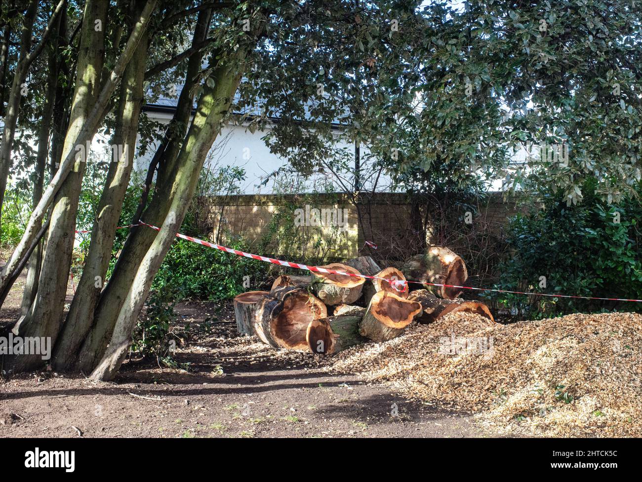 Un albero soffiato da Storm Eunice è tagliato per la rimozione, Isleworth, Londra Foto Stock