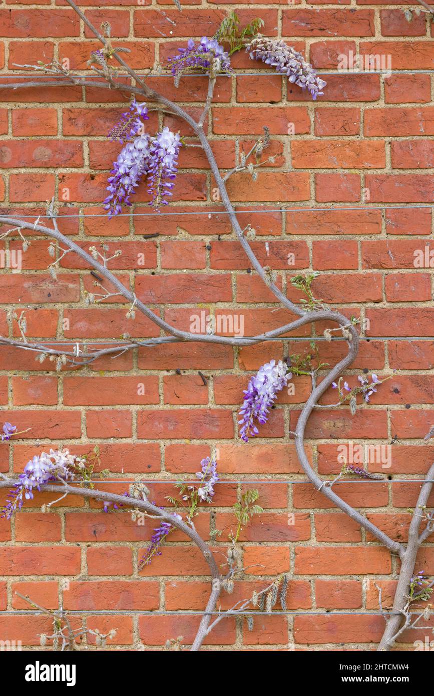 Wisteria pianta viti arrampicata su un muro di casa in primavera, Regno Unito, con filo di sostegno corda. Foto Stock