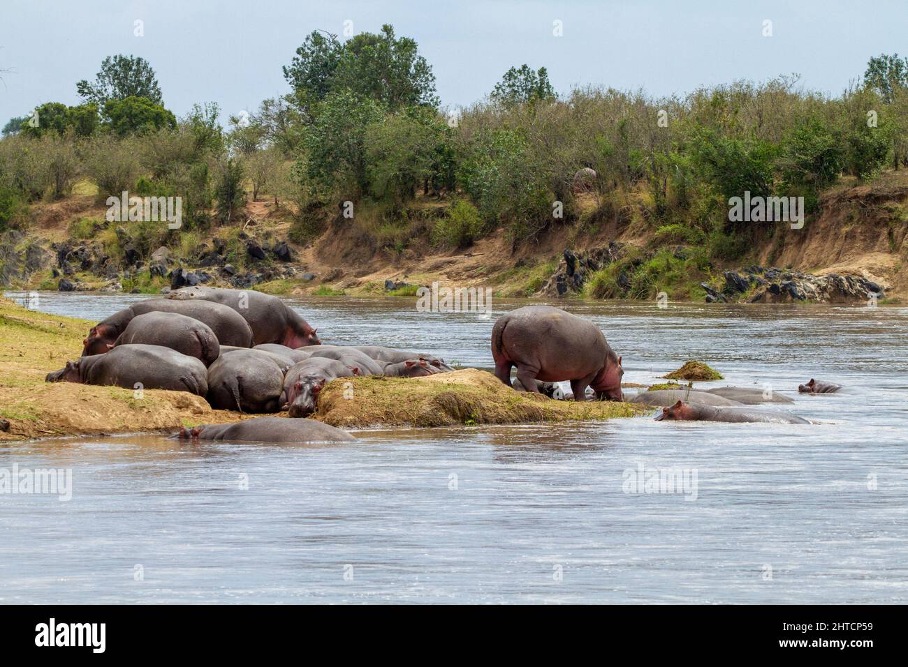 Un pod di ippopotami (Hippopotamus amphibius) in un fiume. Sebbene questi animali sono affiatati e spesso vivono in grandi gruppi non sono molto Foto Stock