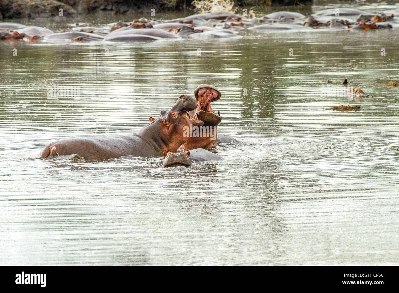 Ippopotami in un laghetto, due aggressivi maschi Ippopotami (ippopotamo anfibio) con ampie mandibole aperte, fotografate nel Parco Nazionale Serengeti, Tanzania Foto Stock
