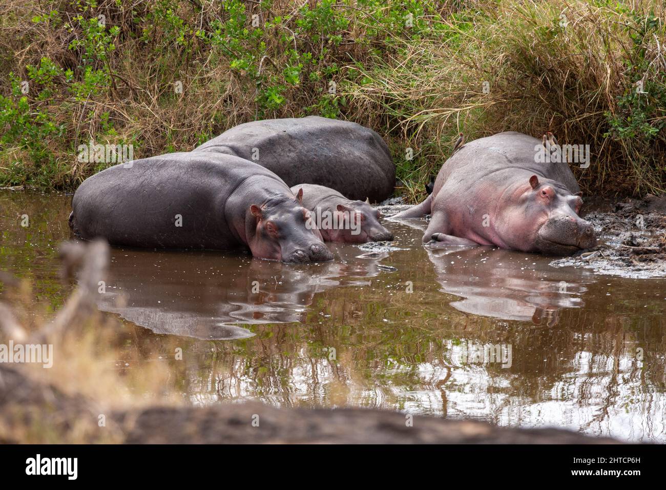 Una mandria di ippopotamo in un fiume nel Parco Nazionale del Serengeti, Tanzania Foto Stock