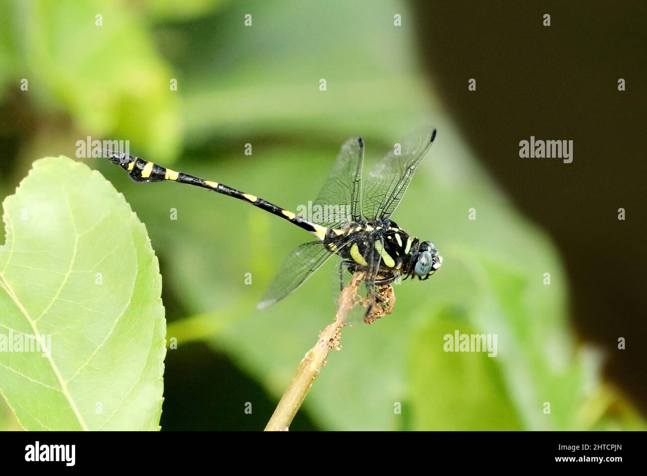 Dragonfly comune Clubtail, Gomphus vulgatissimus, Sindhudurg, Maharashtra, India Foto Stock