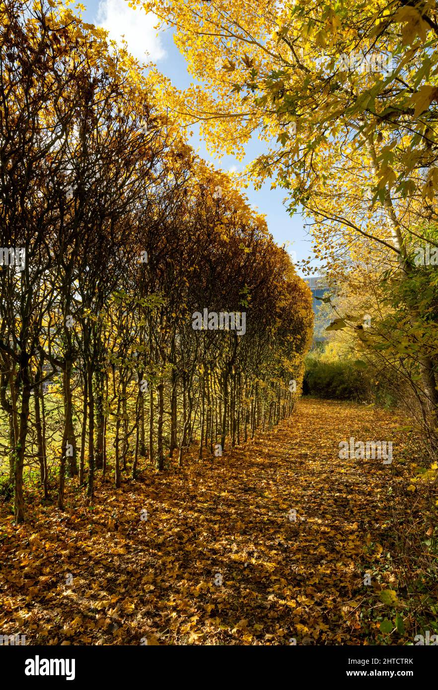 North Orbital Road, Broadwater Park, Denham, Buckinghamshire, 2018. Vista generale delle siepi nei terreni del parco d'affari, da est Foto Stock