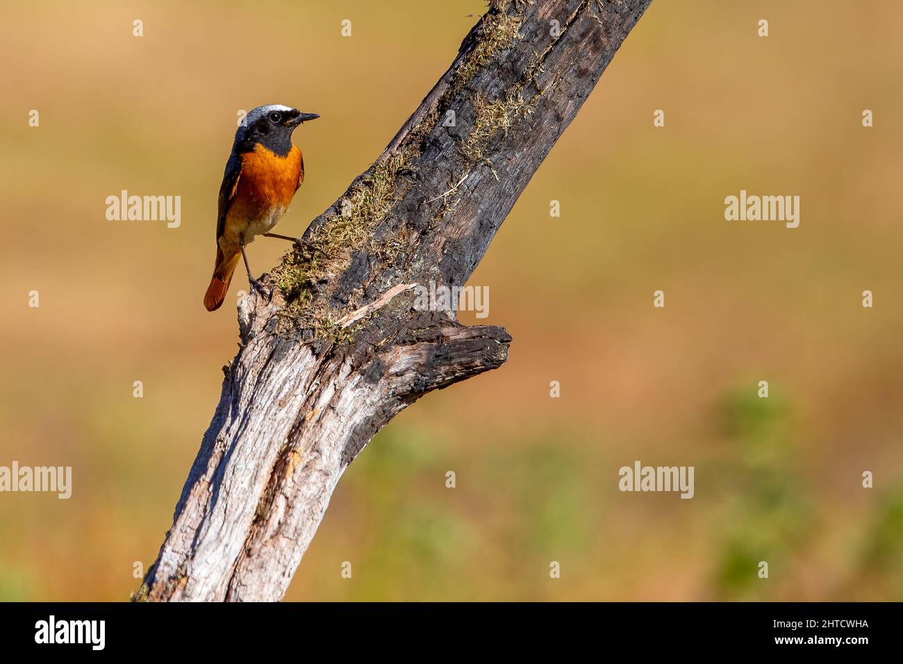 Black Redstart, Thursley Common, Regno Unito Foto Stock