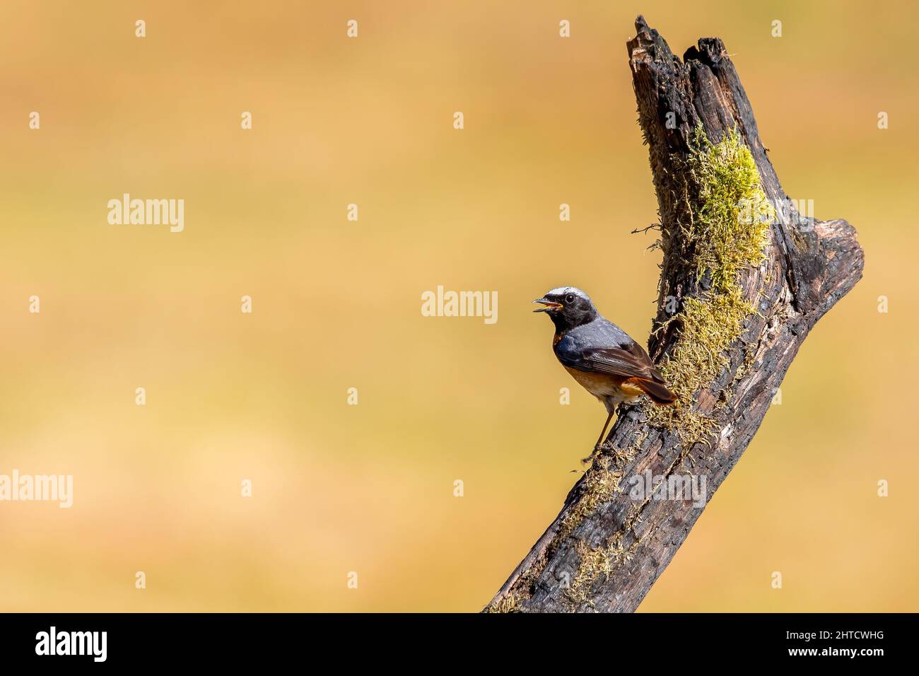 Black Redstart, Thursley Common, Regno Unito Foto Stock