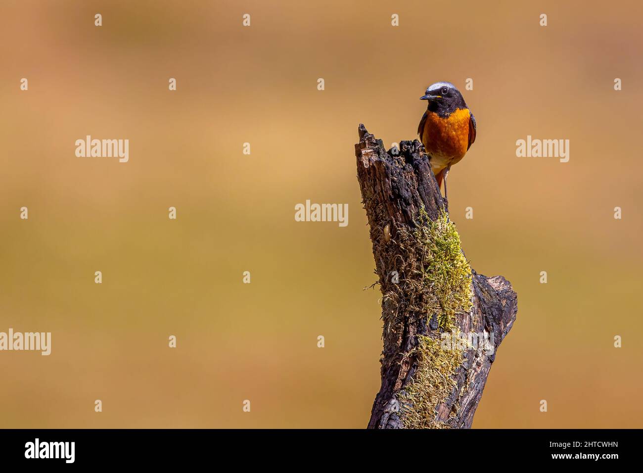 Black Redstart, Thursley Common, Regno Unito Foto Stock