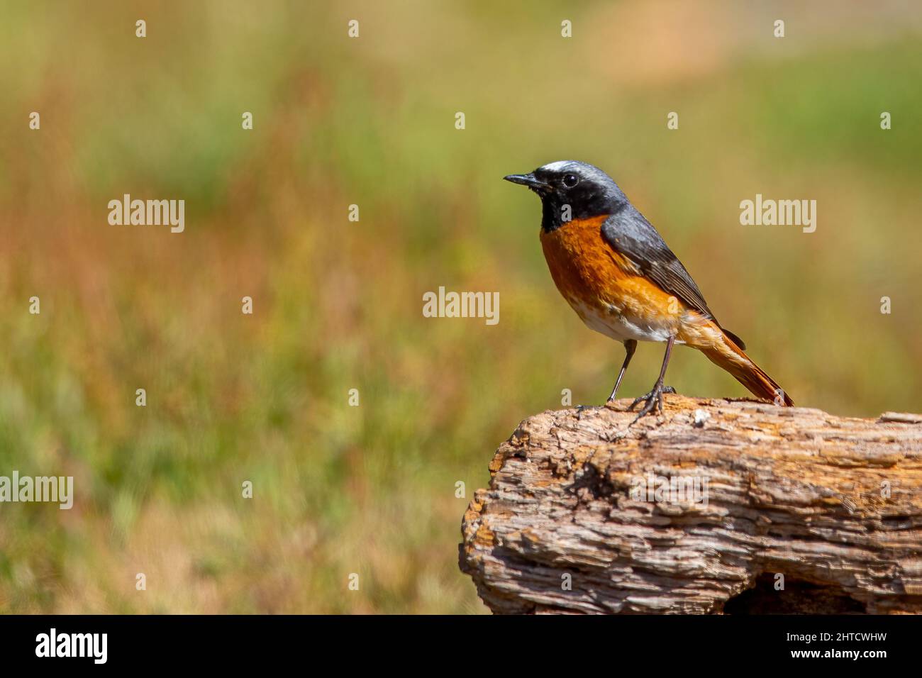 Black Redstart, Thursley Common, Regno Unito Foto Stock