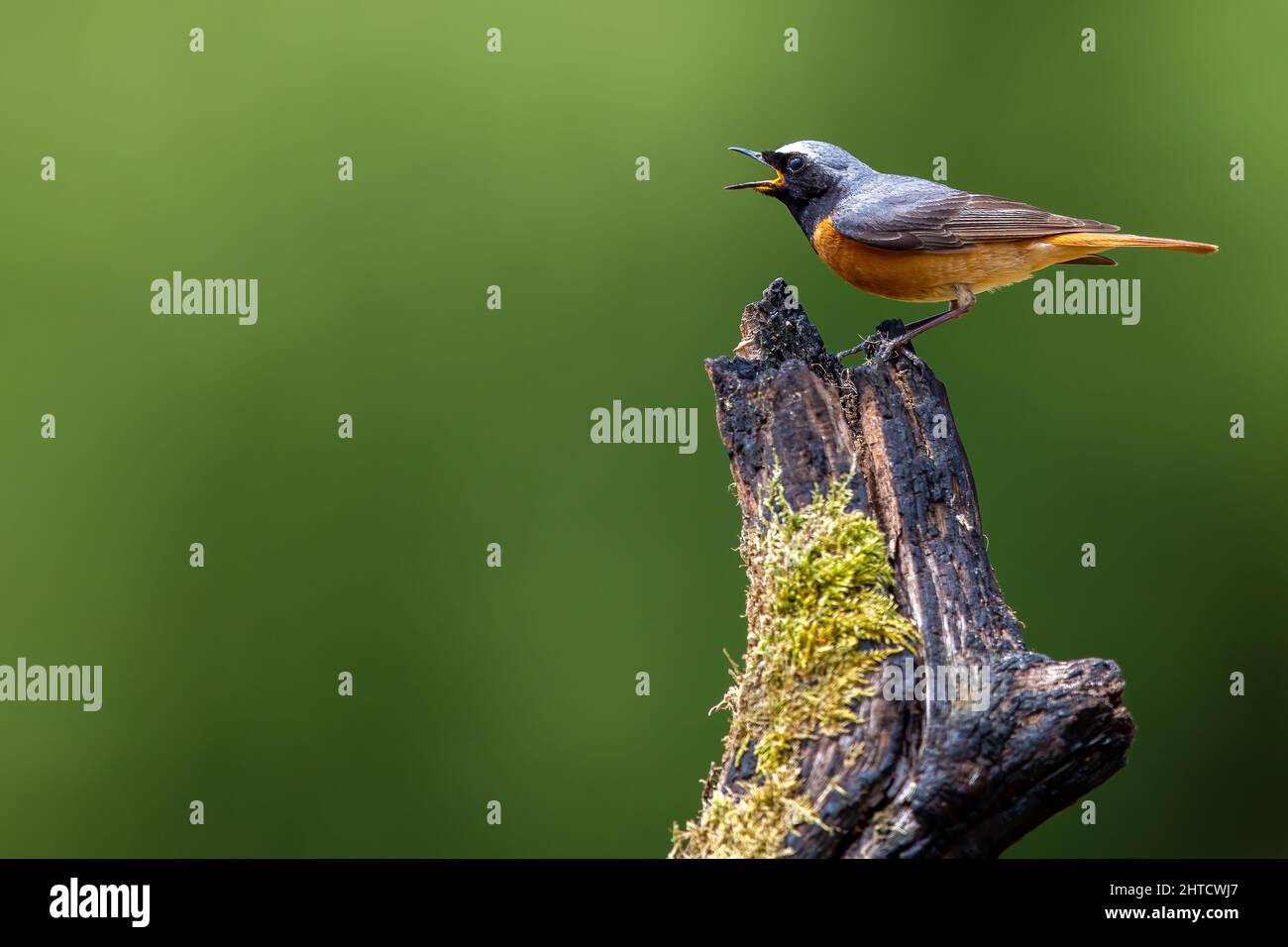 Black Redstart, Thursley Common, Regno Unito Foto Stock