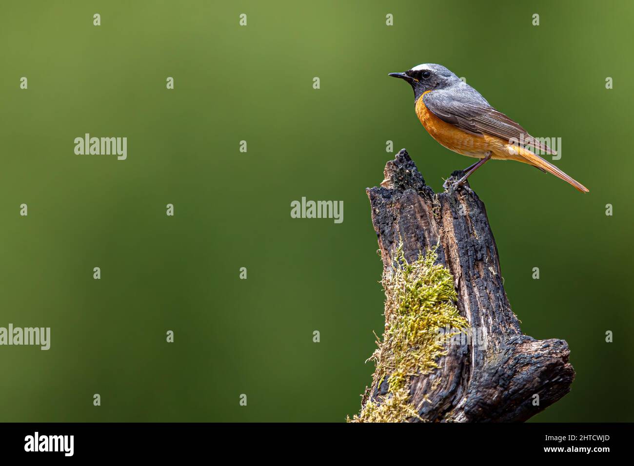 Black Redstart, Thursley Common, Regno Unito Foto Stock