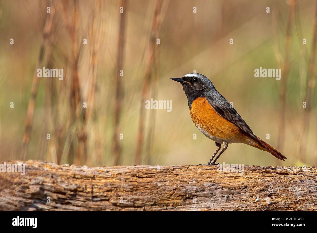 Black Redstart, Thursley Common, Regno Unito Foto Stock