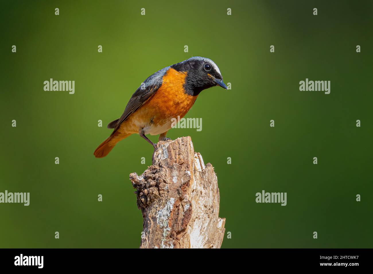 Black Redstart, Thursley Common, Regno Unito Foto Stock