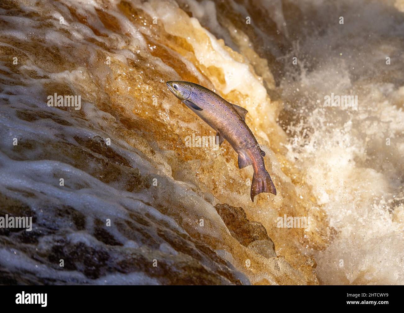 Salmone che saliva su una cascata durante la corsa al salmone. Yorkshire Regno Unito Foto Stock